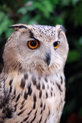 Eurasian eagle owl is one of the largest living species of owl.