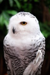 Female Snowy owl or Bubo scandiacus. 