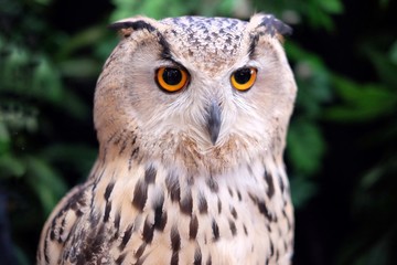 Eurasian eagle owl is one of the largest living species of owl.