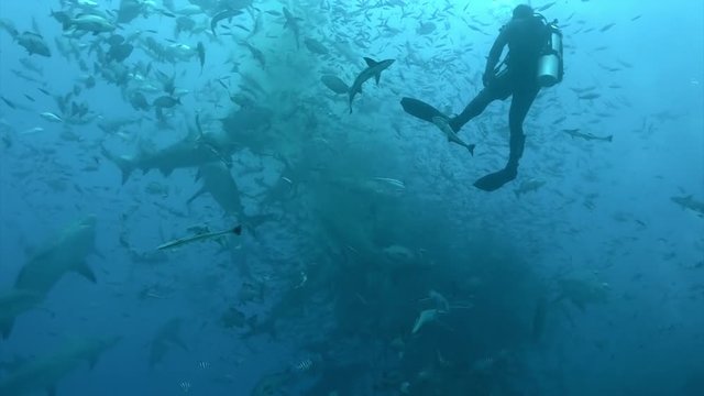 Sharks in school of fish in underwater marine wildlife of Pacific Ocean Tonga.