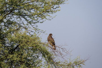 Black kite or Milvus migrans on a tree at tal chhapar, rajasthan india