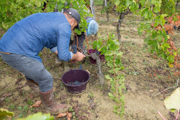 man grape harvest in the Saint emilion hills