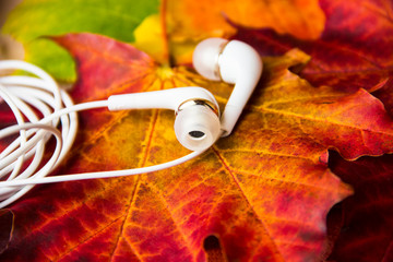 Autumn background with headphones on multicolored maple leaves background, copy space, close up. Autumn composition. Bright autumn leaves. Music, lifestyle concept. Modern style. Hobbies concept.