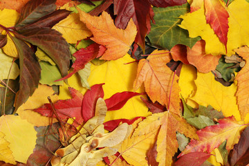 Background formed with bright autumn leaves
