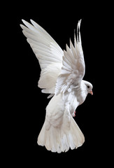 Flying white doves on a black background