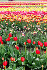 rainbow colors of tulips planted in rows at propagation farm