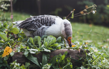 Domestic gray - white goose on natural breeding farm in october.