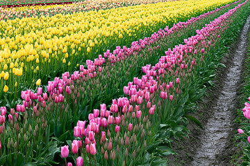 pink and yellow tulips planted in rows, with diminshing rows