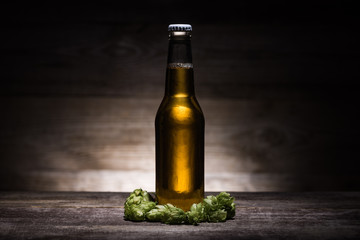 beer in bottle and green hop on wooden table in darkness with back light