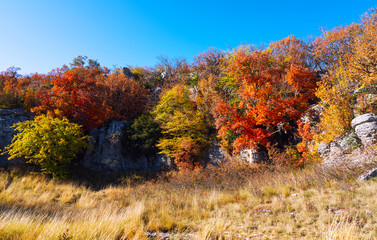 Colorful foliage in the autumn park. Autumn landscape. 