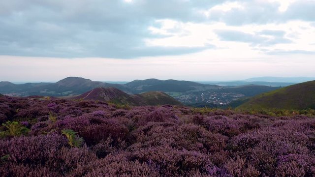 Drone Shoot over Blossom Heather Upland