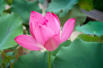Obraz premium Beautiful pink waterlily or lotus flower with green leaf in pond.