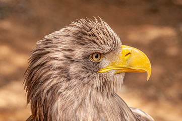 portrait of an eagle