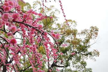 満開の梅の花