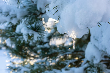 Blurry glowing Christmas background - pine needles covered with fresh snow, a small icicle shining in the sunlight as a Christmas decoration. The natural beauty of nature. Winter holiday concept.