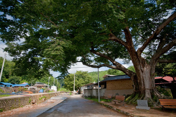 20090915 경북 상주시 대전리 느티나무 최용부 촬영 낙동강유역의노거수