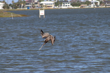 Pelicans diving for their dinner