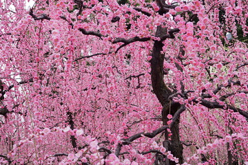 満開の梅の花