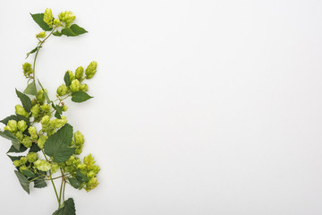 top view of green hop with leaves on white background with copy space