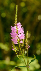 pink flower with small blossoms