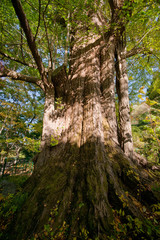 20091027 경남 거창군 연수사 은행나무 최용부 촬영 낙동강유역의노거수