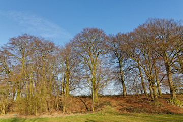 Rotbuchenwald im Herbst