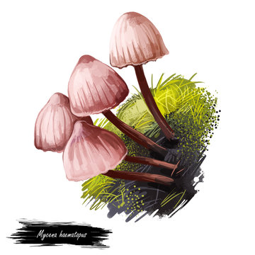 recommend clip art: Mycena haematopus, bleeding fairy helmet or burgundydrop bonnet mushroom closeup digital art illustration. Boletus has thin stem and reddish white colored cap. Plants growing in woods and forests