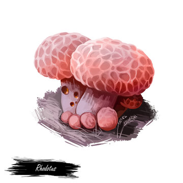 Rhodotus palmatus or netted rhodotus, rosy veincap or wrinkled peach mushroom closeup digital art illustration. Boletus has thin stem and grey color of body. Plants growing in woods and forests