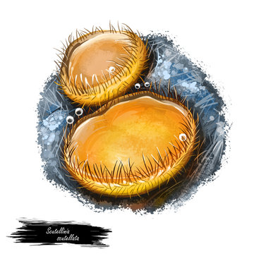 recommend clip art: Scutellinia scutellata or Molly eye winker, scarlet elf cap or eyelash pixie cup mushroom closeup digital art illustration. Yellow boletus that has sphered shape of fruit body. Plants grows in forest