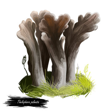 Thelephora palmata, stinking earthfan or fetid false coral mushroom closeup digital art illustration. Branches of fruit body end in fan shaped tips and have grey color. Plants growing in forest