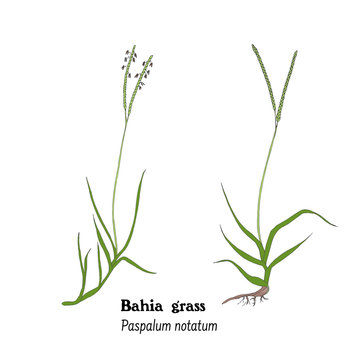 Hand drawn illustration of Bahia grass, Paspalum notatum, american prairie grass for forage, hay, fodder.