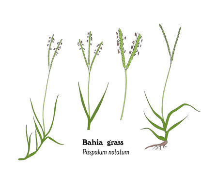 Set of illustrations of Bahia grass, Paspalum notatum, icons,  hand drawing.