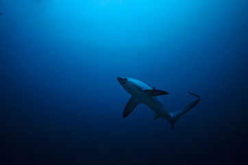 Fototapeta premium Thresher shark