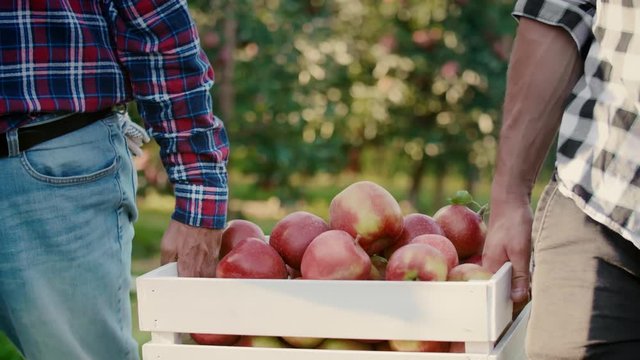 Close up of two men carrying a full crate of apples 