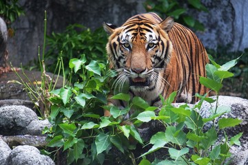 Fototapeta na wymiar Close up Bengal Tiger.