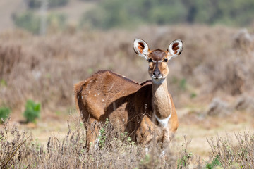 female of endemic very rare Mountain nyala, Tragelaphus buxtoni, big antelope in Bale mountain National Park, Ethiopia, Africa widlife