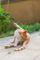 Orange stray big cat outdoors combing hair