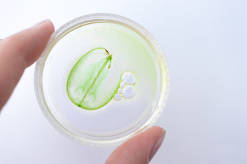 Woman holding petri dish with grape seed oil in pipette and slice of green grape. Pure essential...