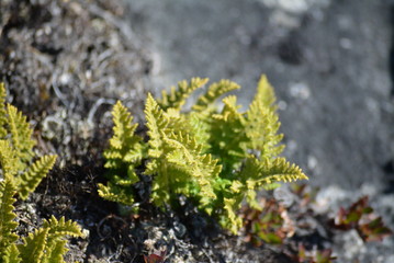 beautiful small fern at rocks in Greenland - close up of fern leaves in greenlandic tundra