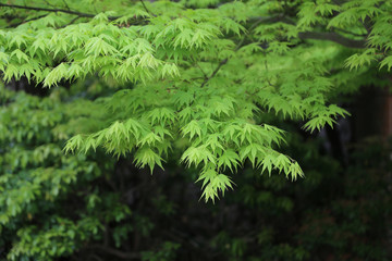 新緑のもみじ