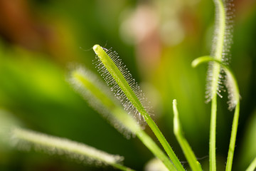 Carnivorous plant sundew. Selective focus.