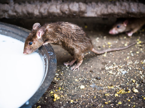 A sacred rat , referred  as "kaba", drinking from a milk pot at Karni Mata Temple, Deshnok, Bikaner District, Rajasthan, India
