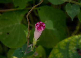 Close-up of closed pink morning glory flower vine ,unopened flower in the afternoon, autumn scene (single Ipomoea purpurea)