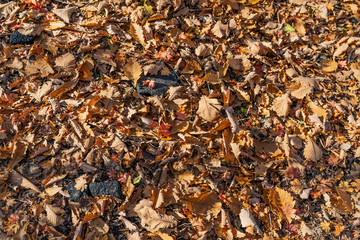 Withered autumn leaves on the road. Selective focus.