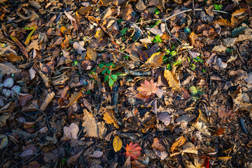Withered autumn leaves on the road. Selective focus.