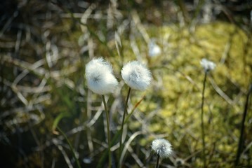 fluffy white cotton grass (Eriophorum scheuchzeri) in Greenland Ilulissat - Disko Bay - July, grenlandic tundra
