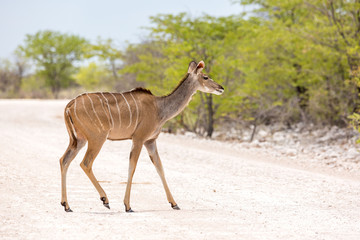 Greater Kudu crossing a gravel road, Namibia, Africa
