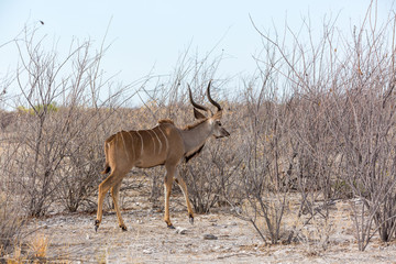 Male Greater Kudu walking through a barren and arid landscape, Namibia, Africa