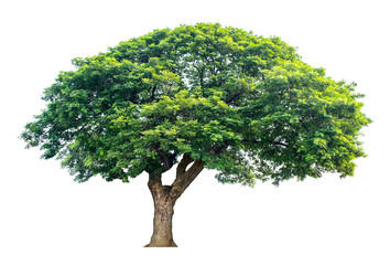 Large trees with edible fruits are completely separated from the white background.