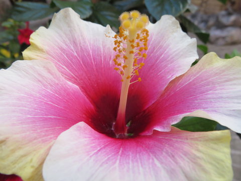 Fiore da giardino